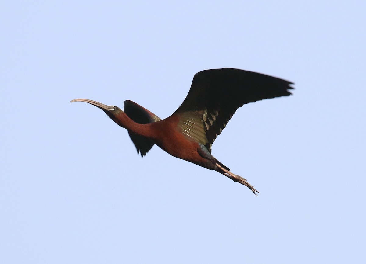 ibis hnědý - ML187207461
