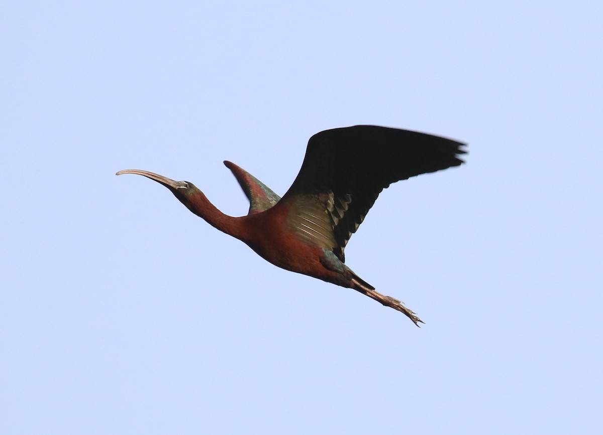 ibis hnědý - ML187207471