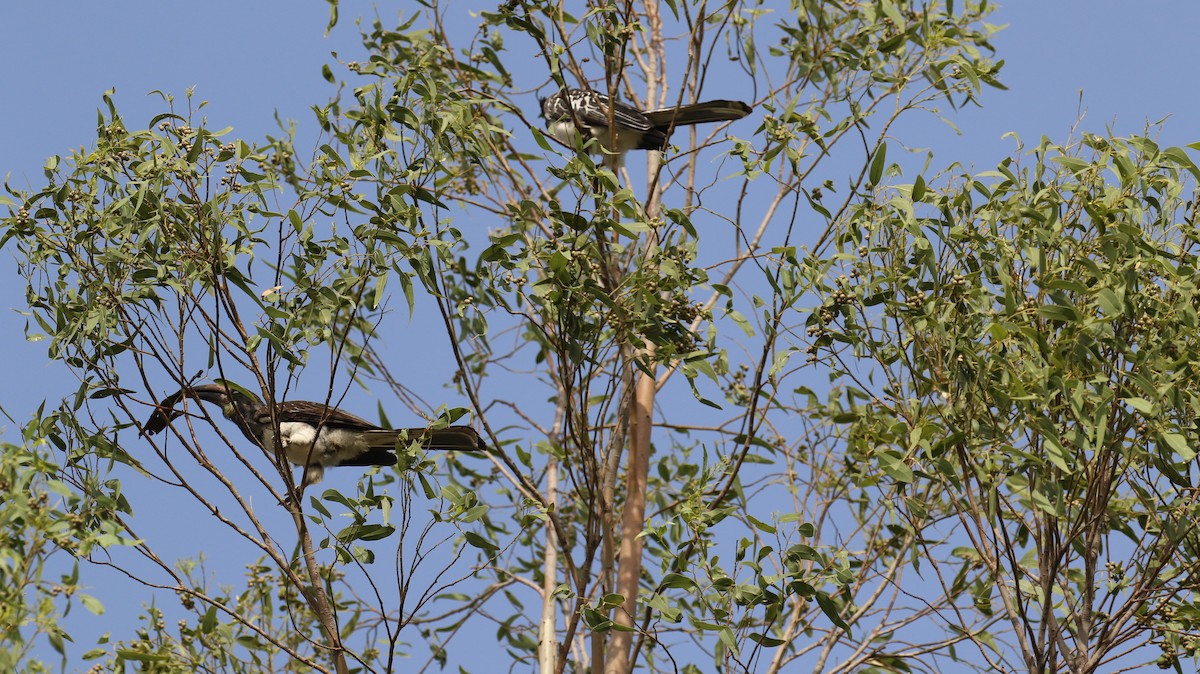 African Gray Hornbill - ML187207601