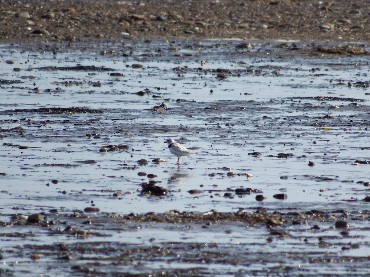 Piping Plover - ML187209831