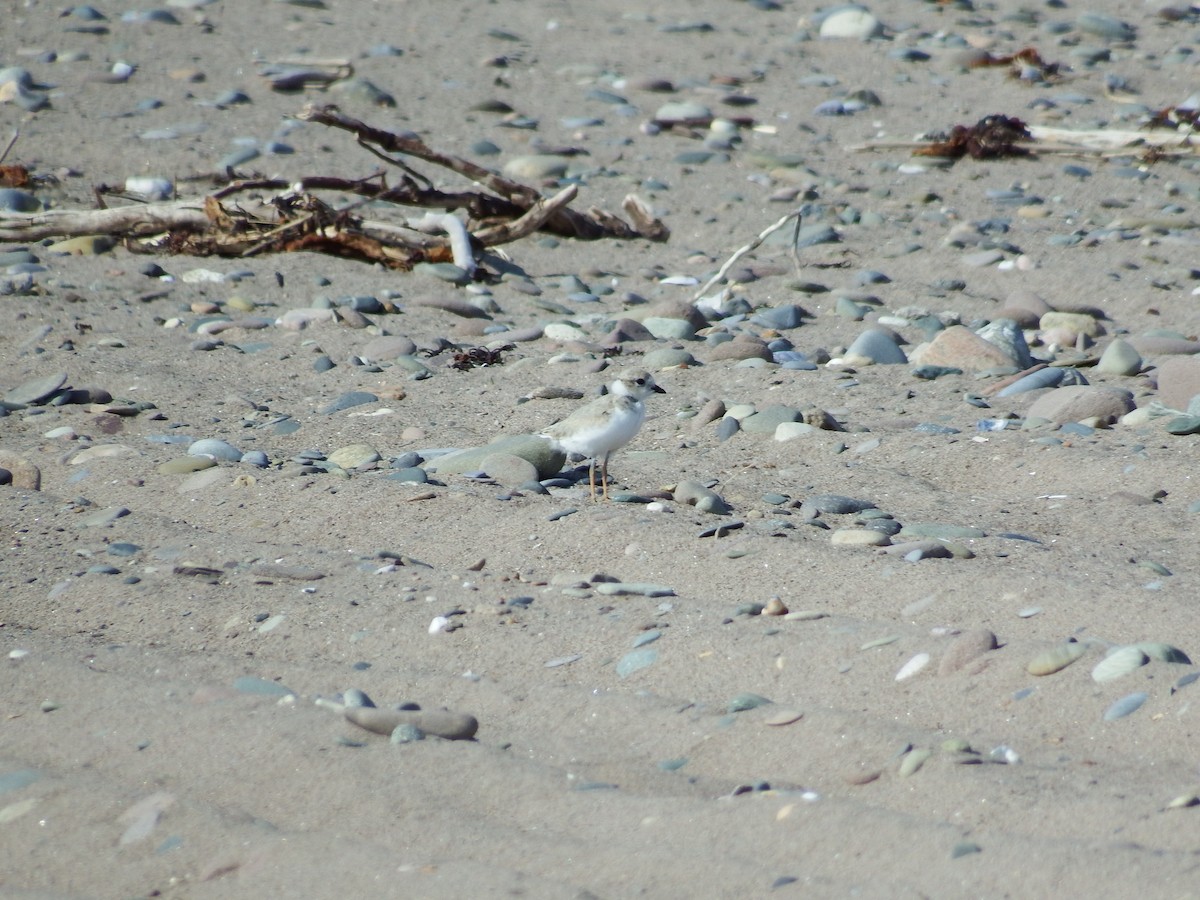 Piping Plover - ML187209851