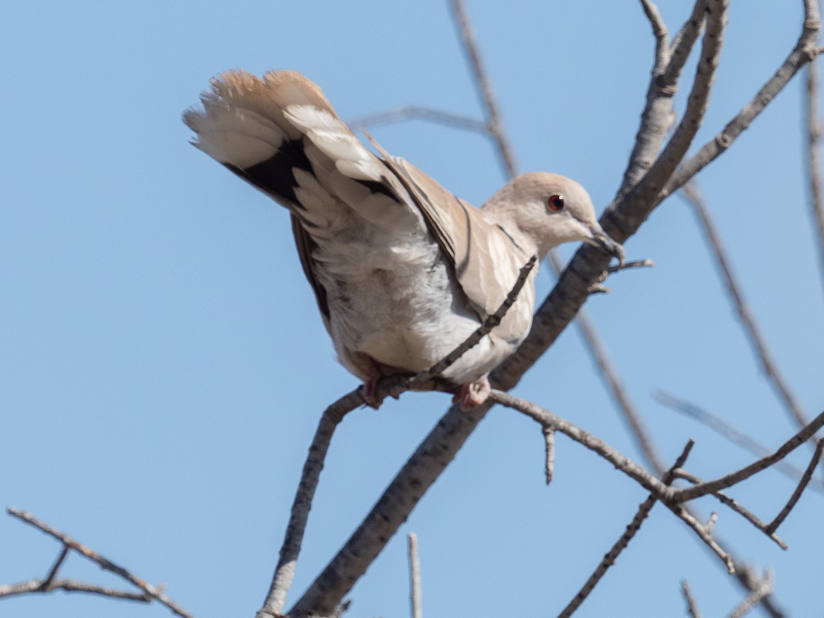 African Collared-Dove - William Stephens