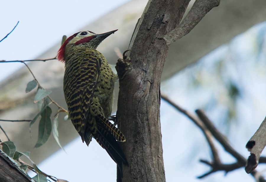 Green-barred Woodpecker - ML187214291