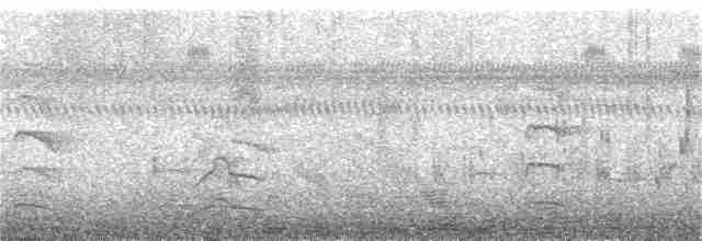 Troglodyte des marais - ML187217021