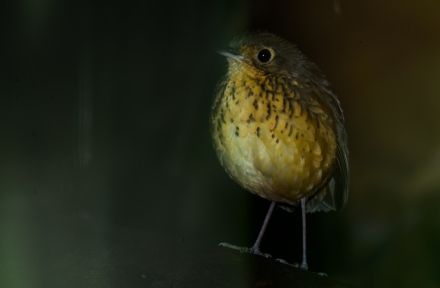 Speckle-breasted Antpitta - LUCIANO BERNARDES
