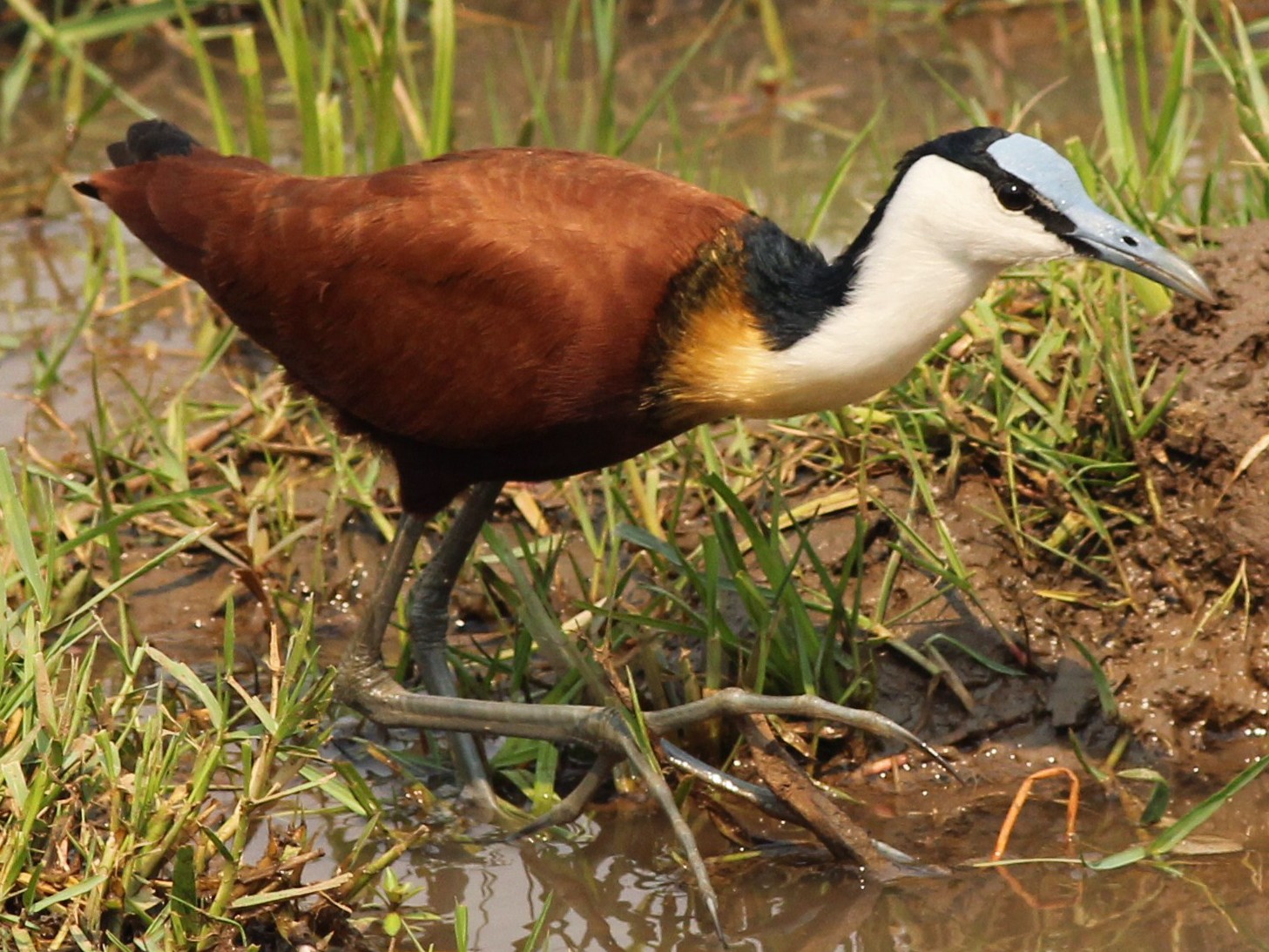 アフリカレンカク Ebird