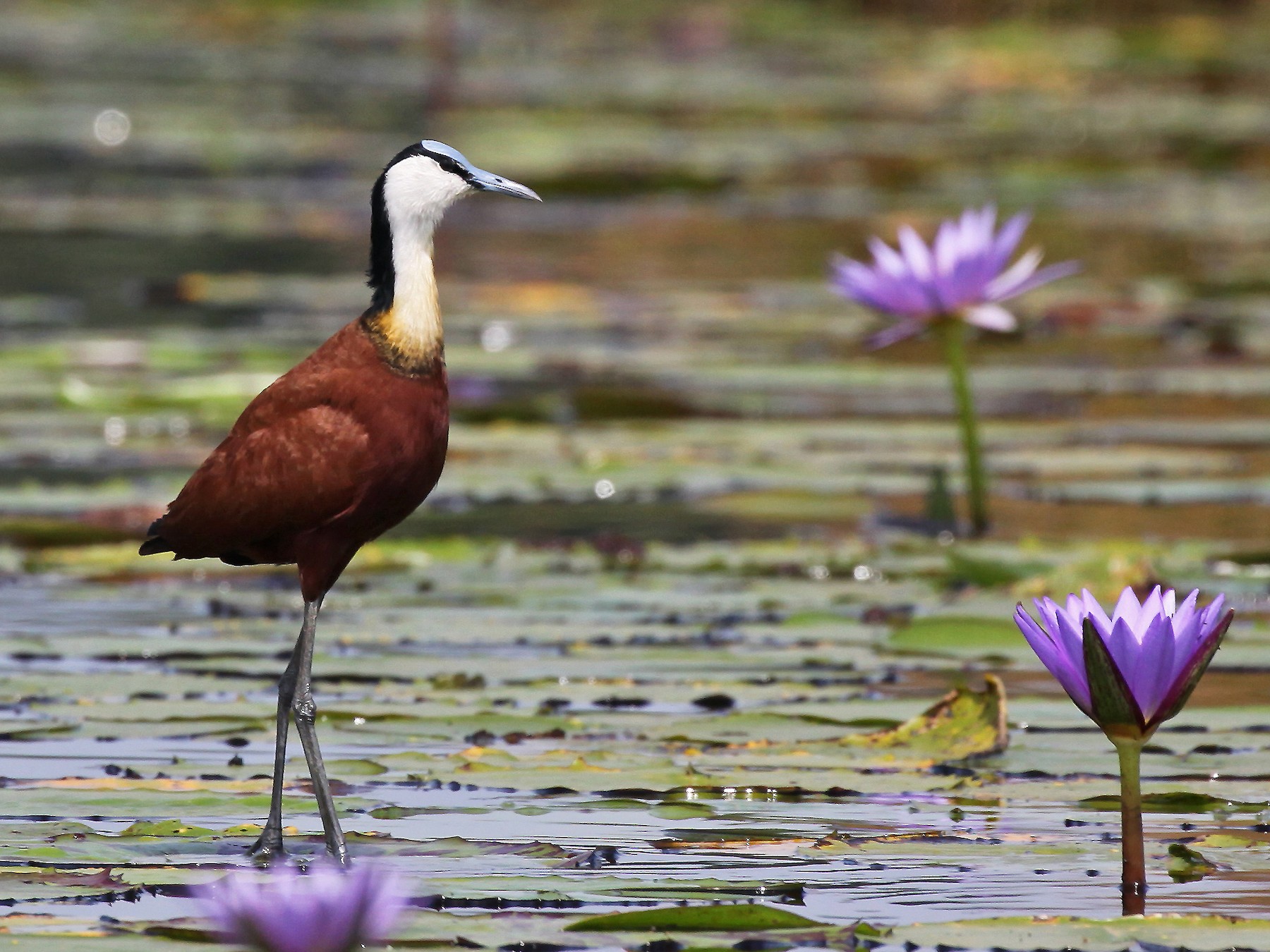 African Jacana - Corey Husic