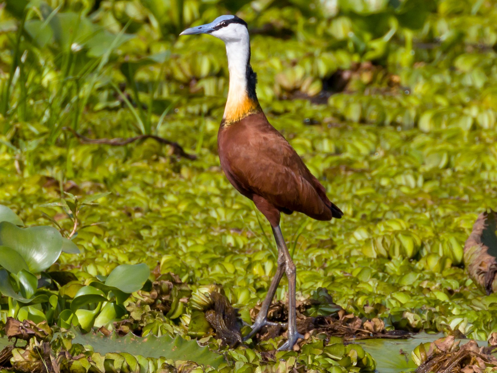 アフリカレンカク Ebird