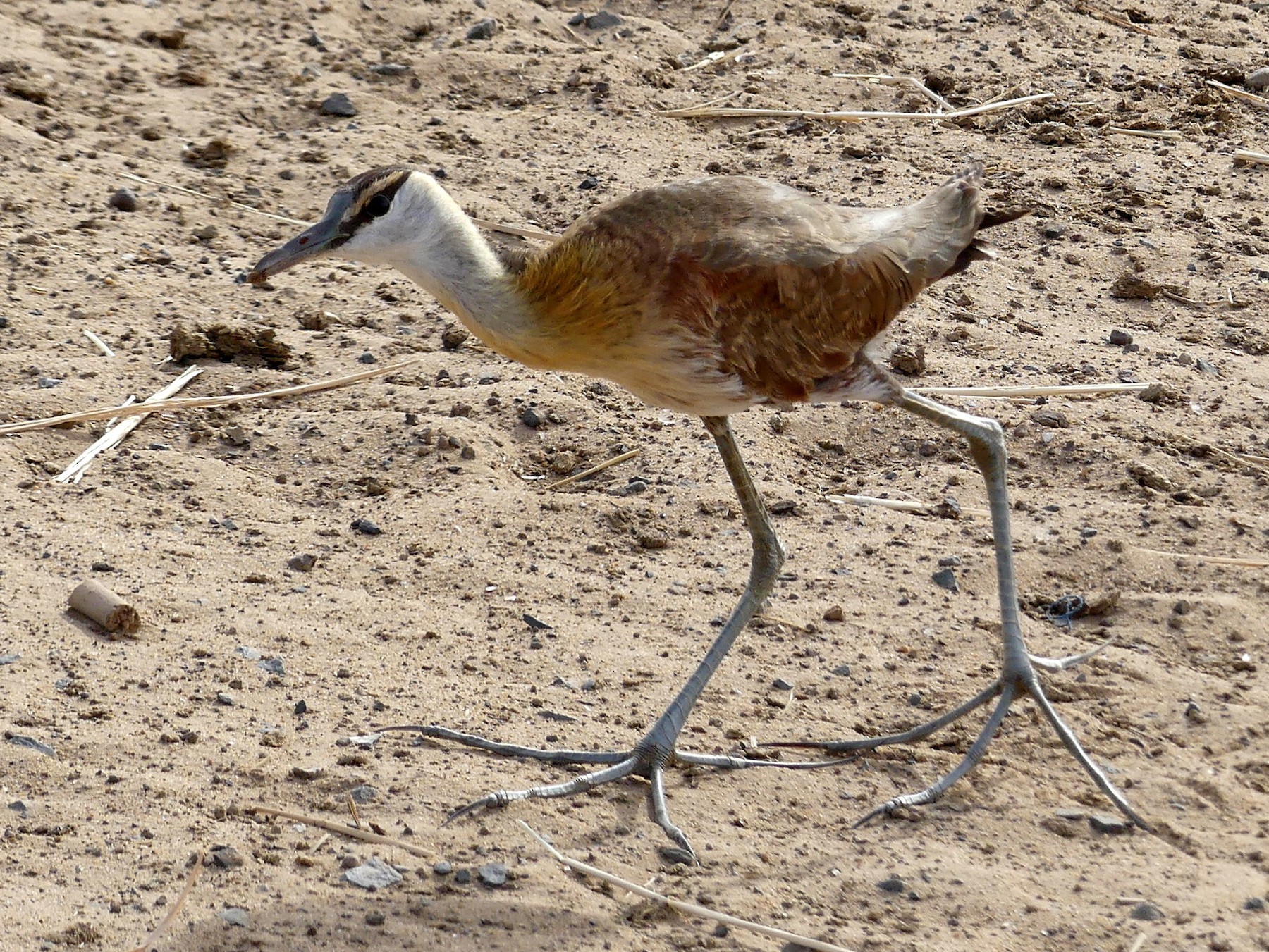 アフリカレンカク Ebird