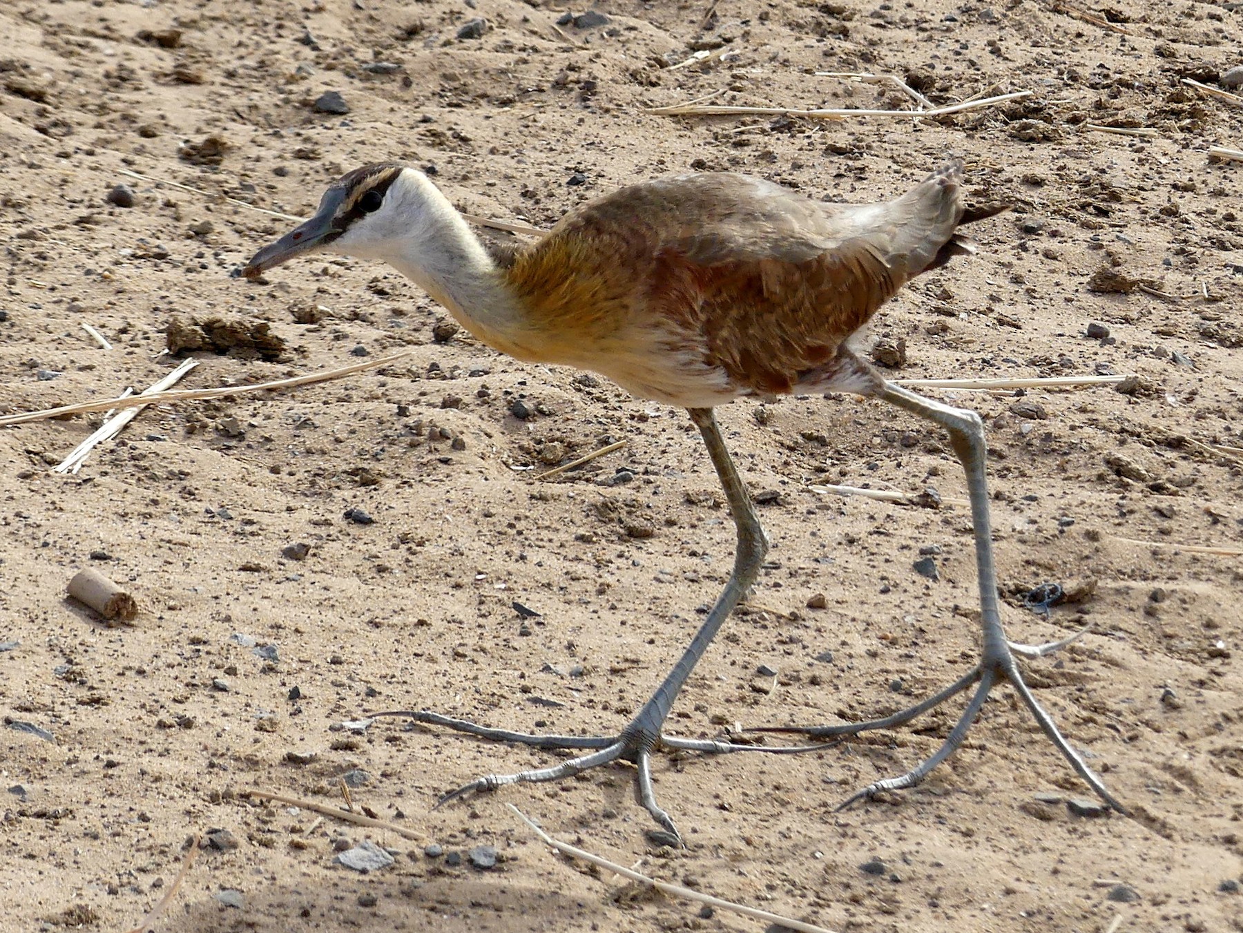 アフリカレンカク Ebird