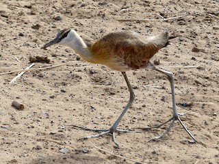 Immature - Diane Thériault - ML187224201