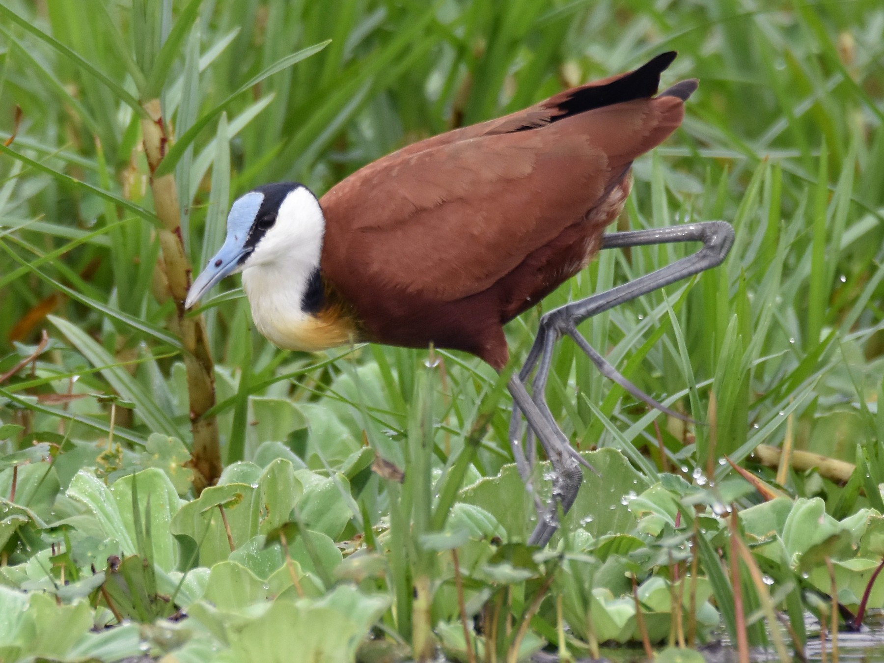 African Jacana - Santiago Caballero Carrera