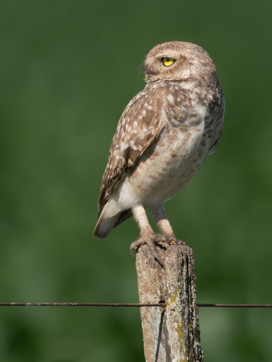 Burrowing Owl - ML187224531