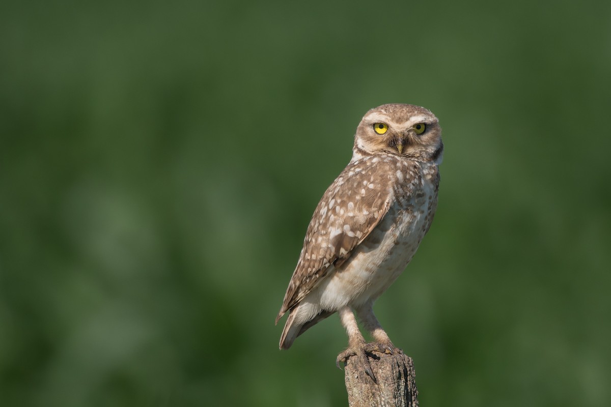 Burrowing Owl - ML187224541