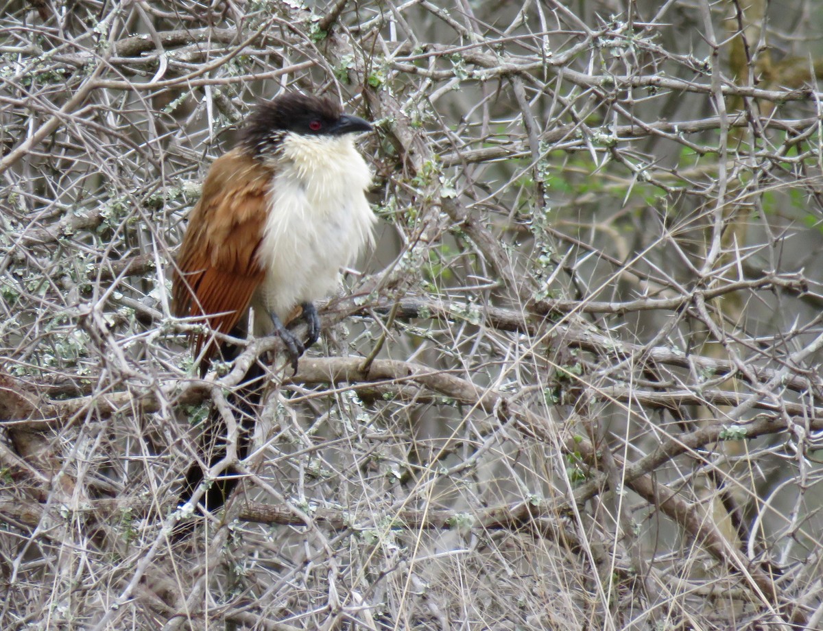 White-browed Coucal (Burchell's) - Mich Coker