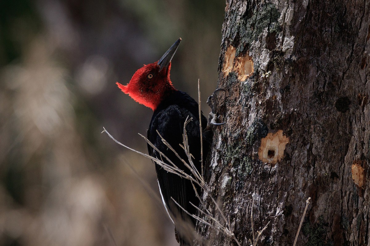 Magellanic Woodpecker - Fabián Guerrero