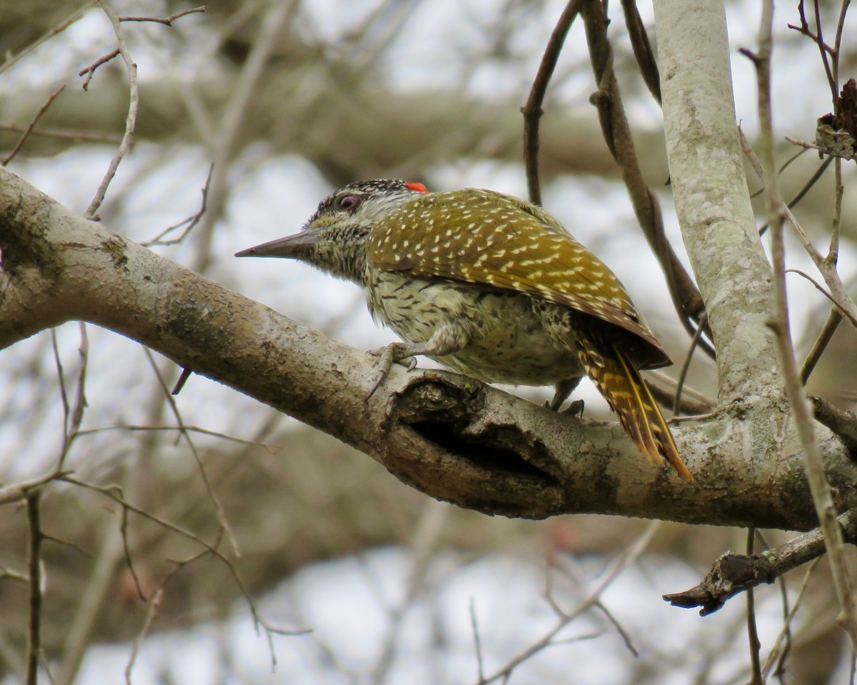Golden-tailed Woodpecker - ML187228281