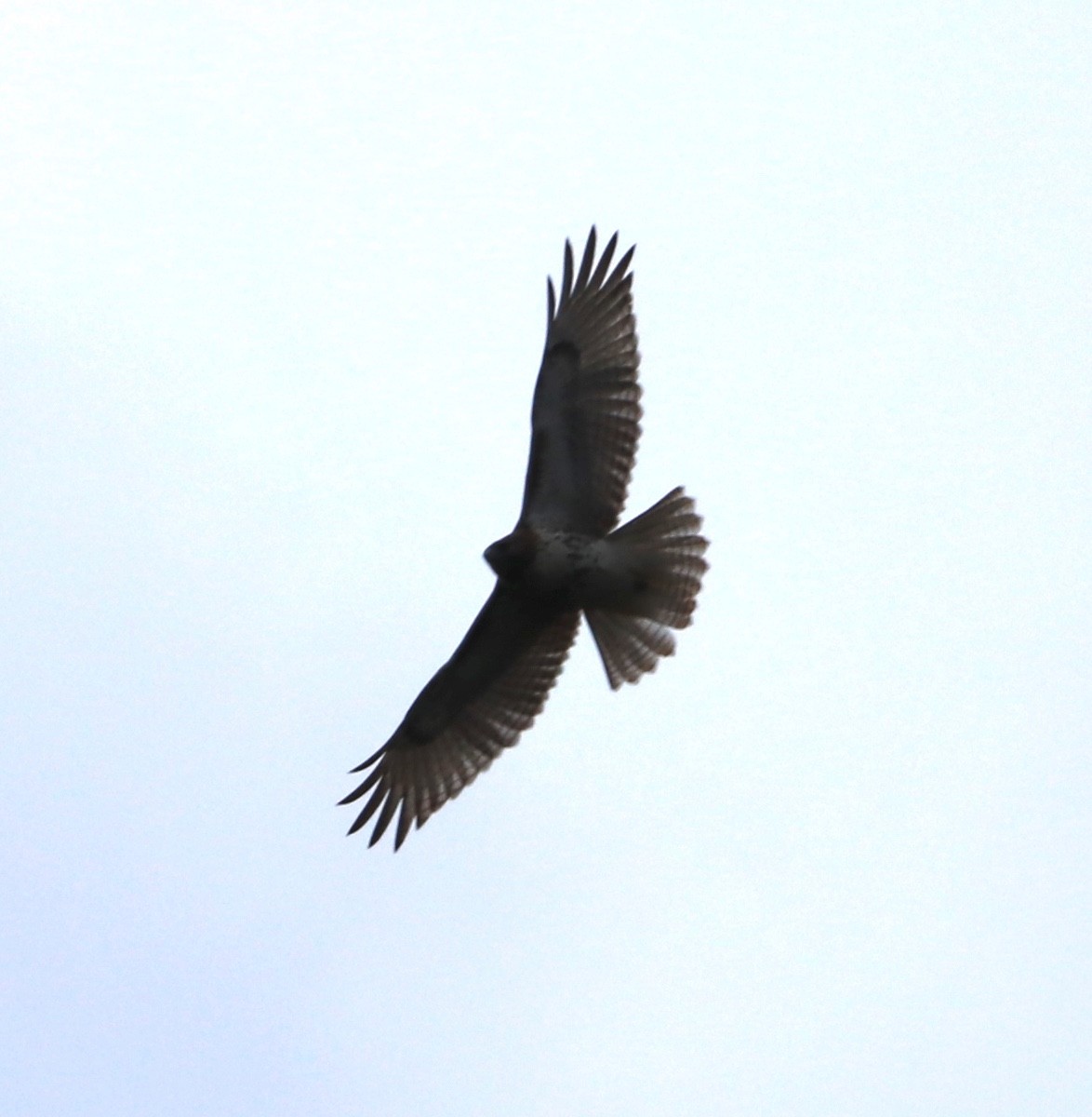 Red-tailed Hawk (borealis) - Zebedee Muller