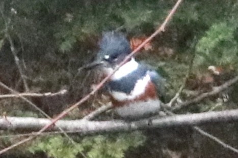 Belted Kingfisher - ML187229211