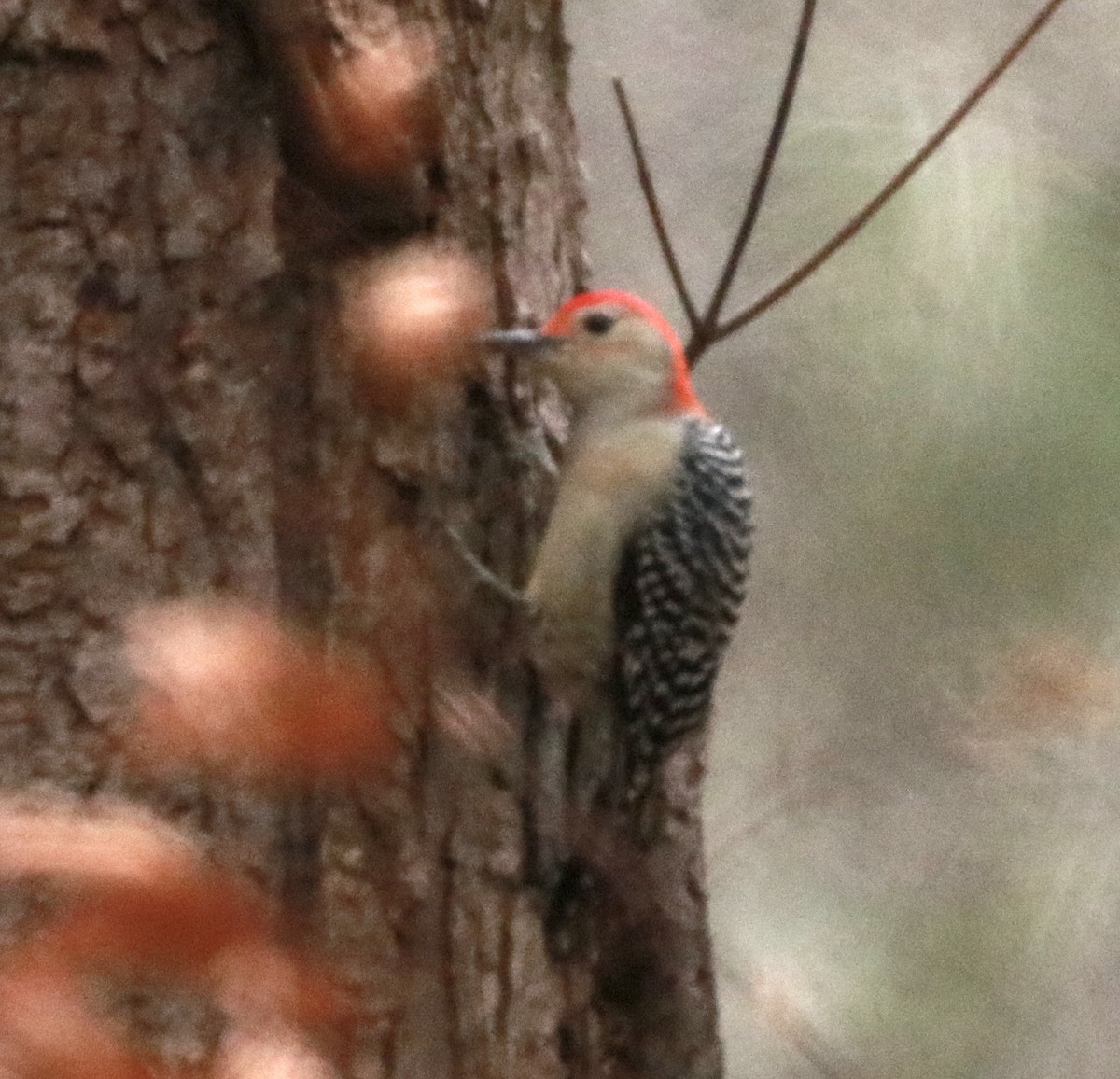 Red-bellied Woodpecker - Zebedee Muller