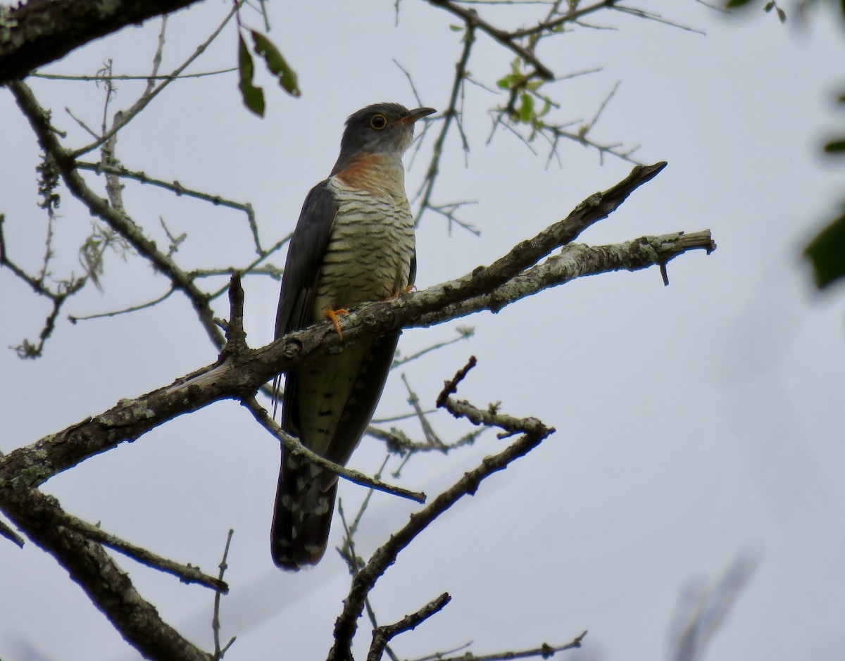 Red-chested Cuckoo - ML187229261