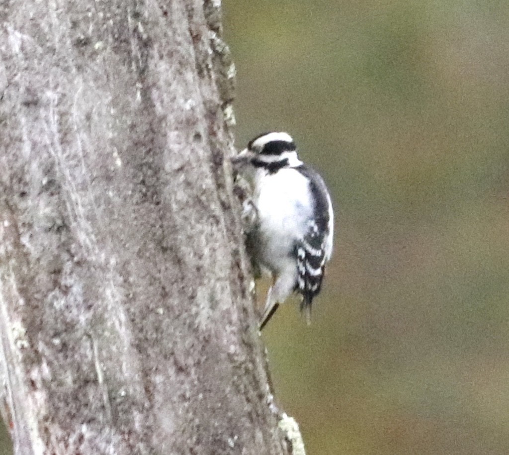 Downy Woodpecker (Eastern) - ML187229311