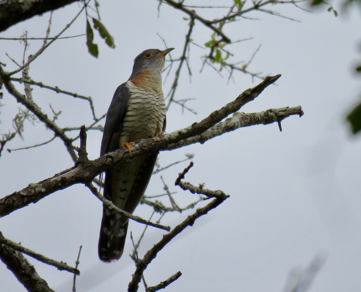 Red-chested Cuckoo - ML187229321
