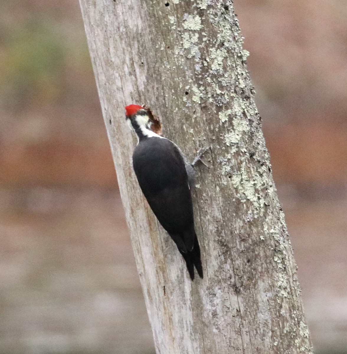 Pileated Woodpecker - Zebedee Muller