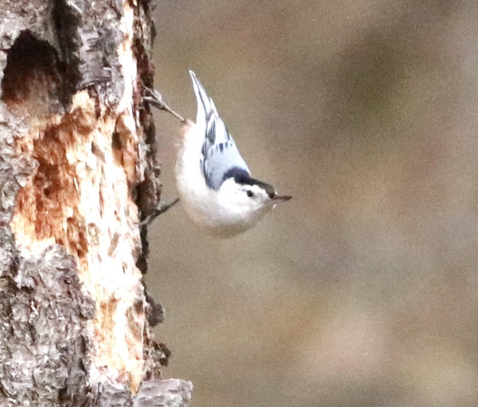 White-breasted Nuthatch (Eastern) - Zebedee Muller