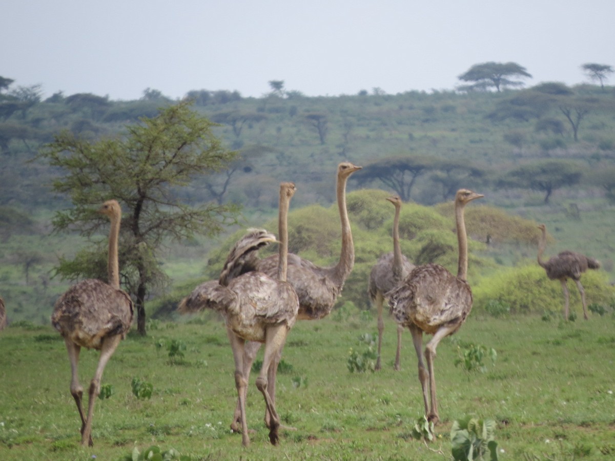 Somali Ostrich - ML187231531