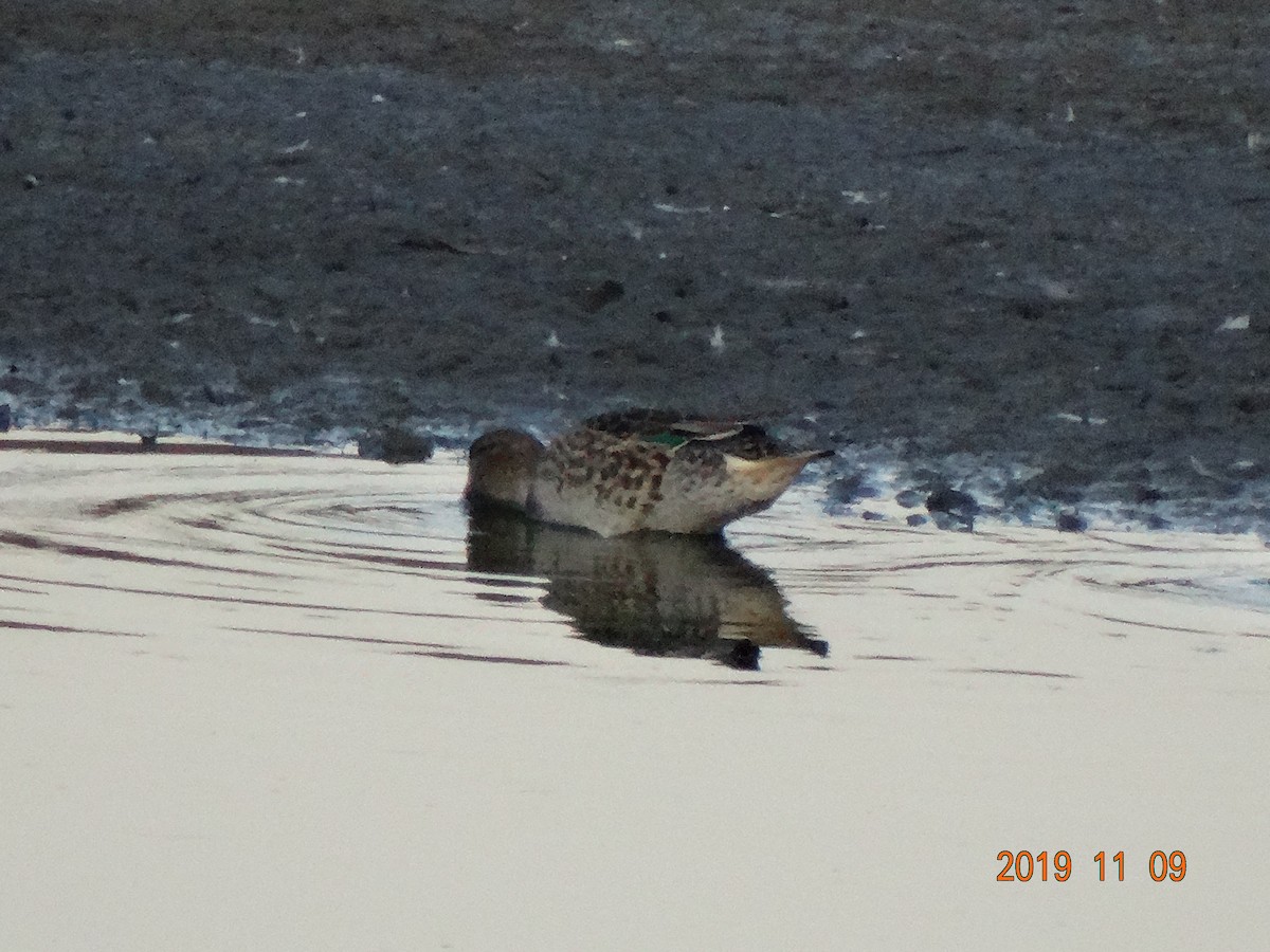 Green-winged Teal - ML187232371