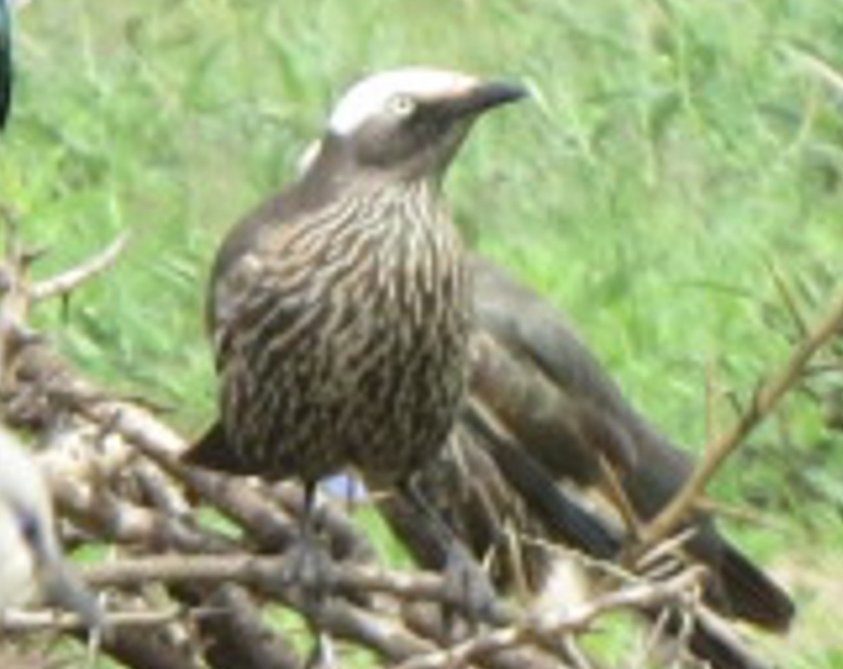 White-crowned Starling - ML187232661