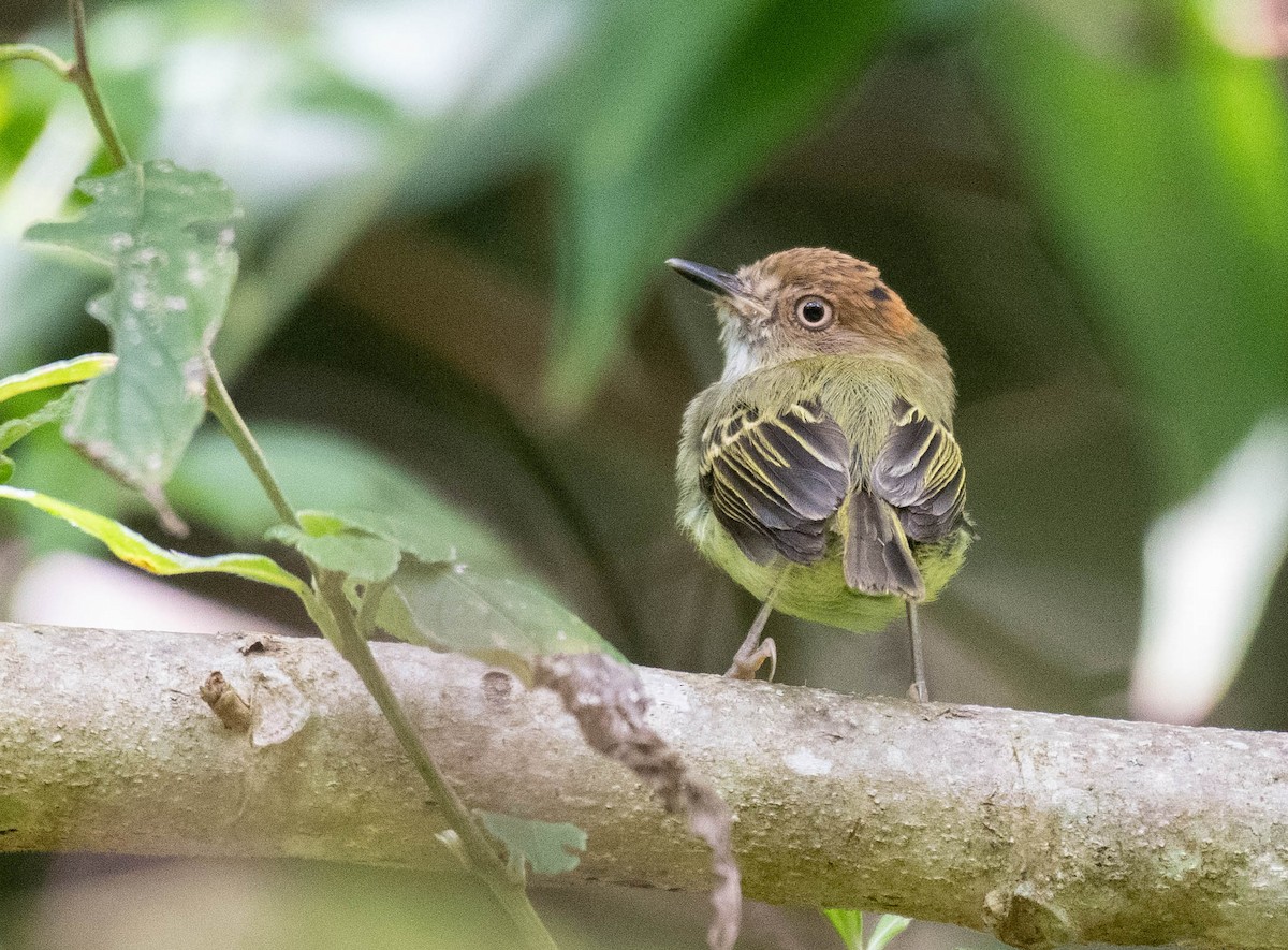 Scale-crested Pygmy-Tyrant - Ryan Andrews