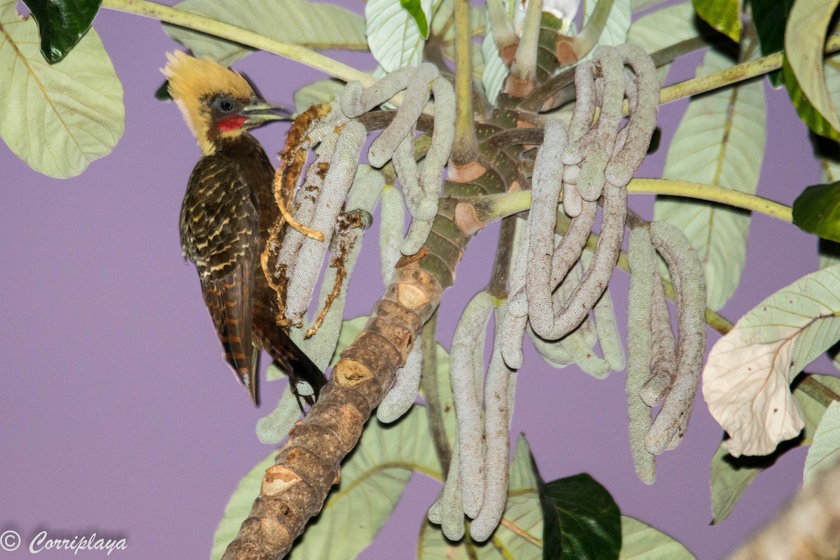 Pale-crested Woodpecker - Fernando del Valle