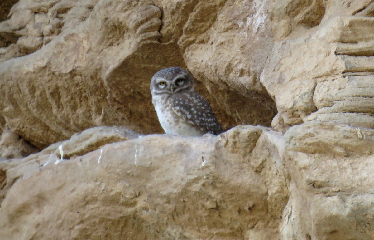 Spotted Owlet - Houman Doroudi