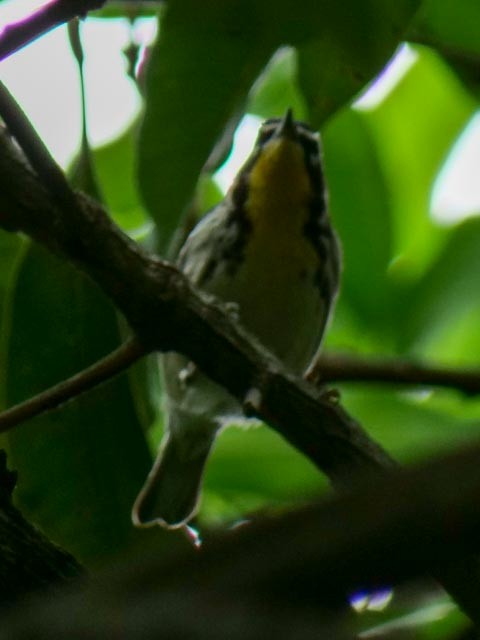 Yellow-throated Warbler - ML187241141