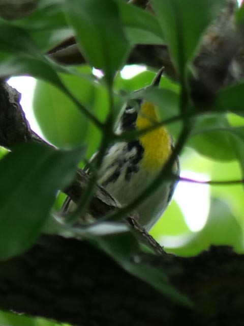 Yellow-throated Warbler - Wayne  Sutherland