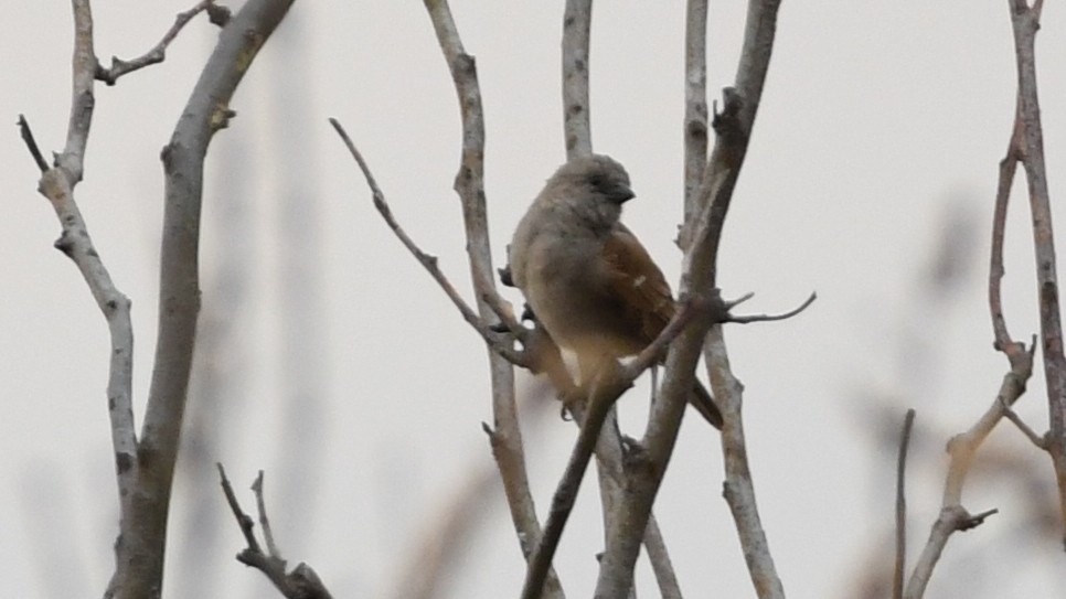 Southern Gray-headed Sparrow - ML187247741