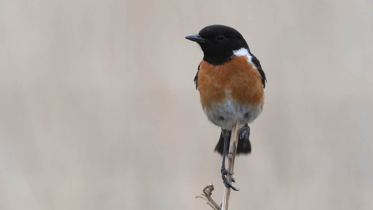 African Stonechat - ML187247991