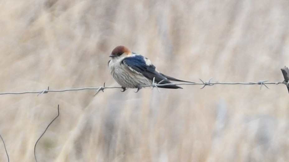 Greater Striped Swallow - ML187248611
