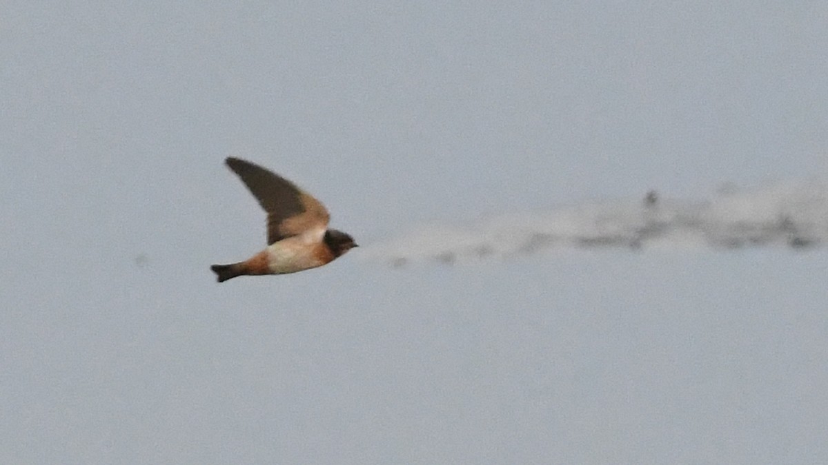 South African Swallow - ML187248781
