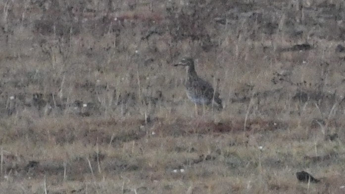 Spotted Thick-knee - ML187249061