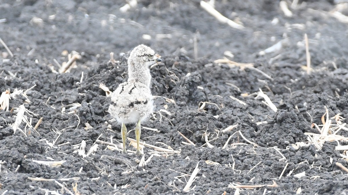Spotted Thick-knee - ML187249131