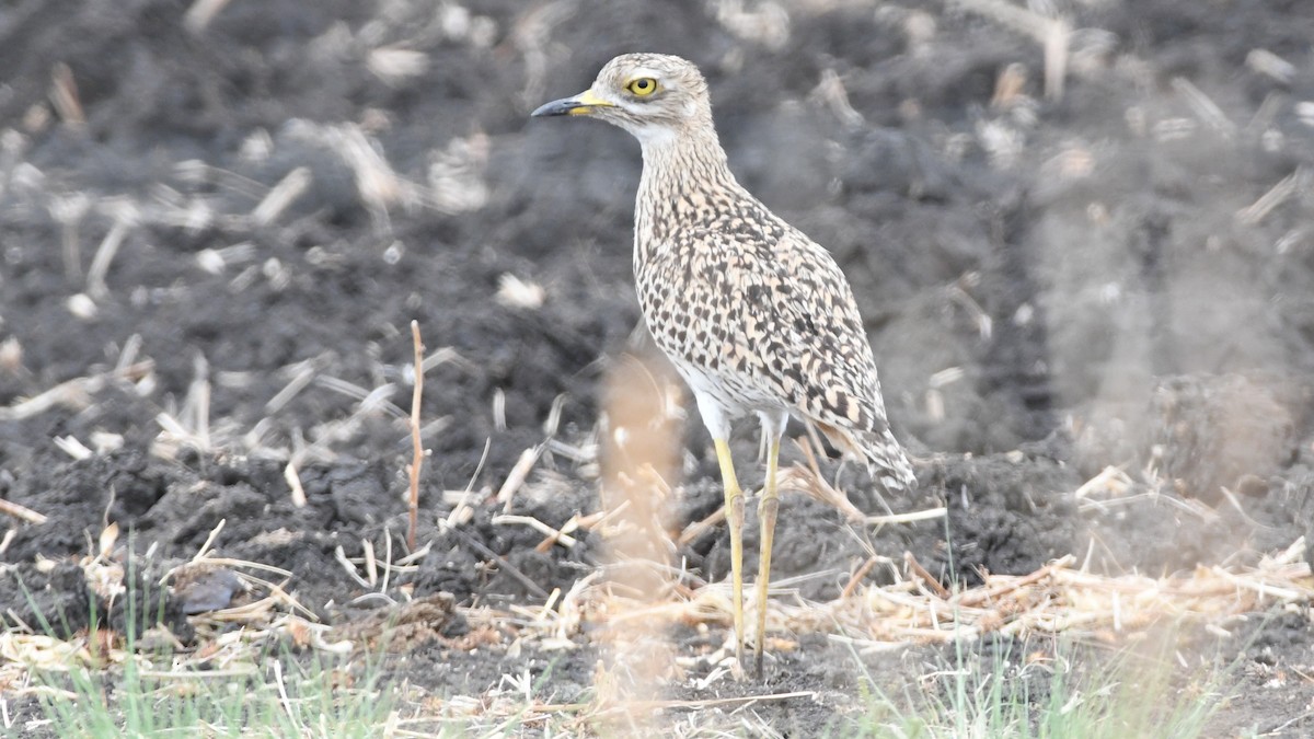 Spotted Thick-knee - ML187249241