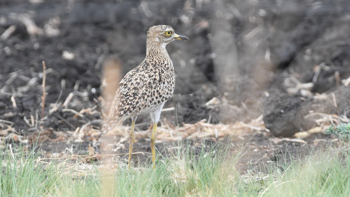 Spotted Thick-knee - ML187249281