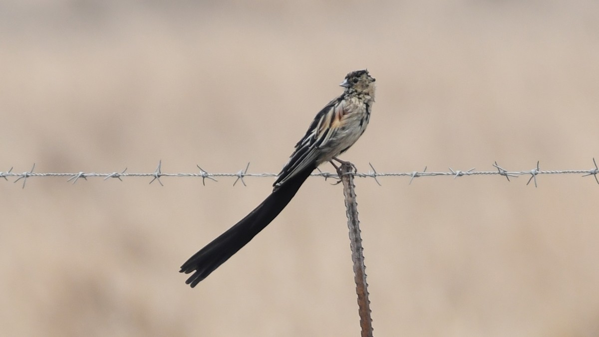 Long-tailed Widowbird - ML187249901