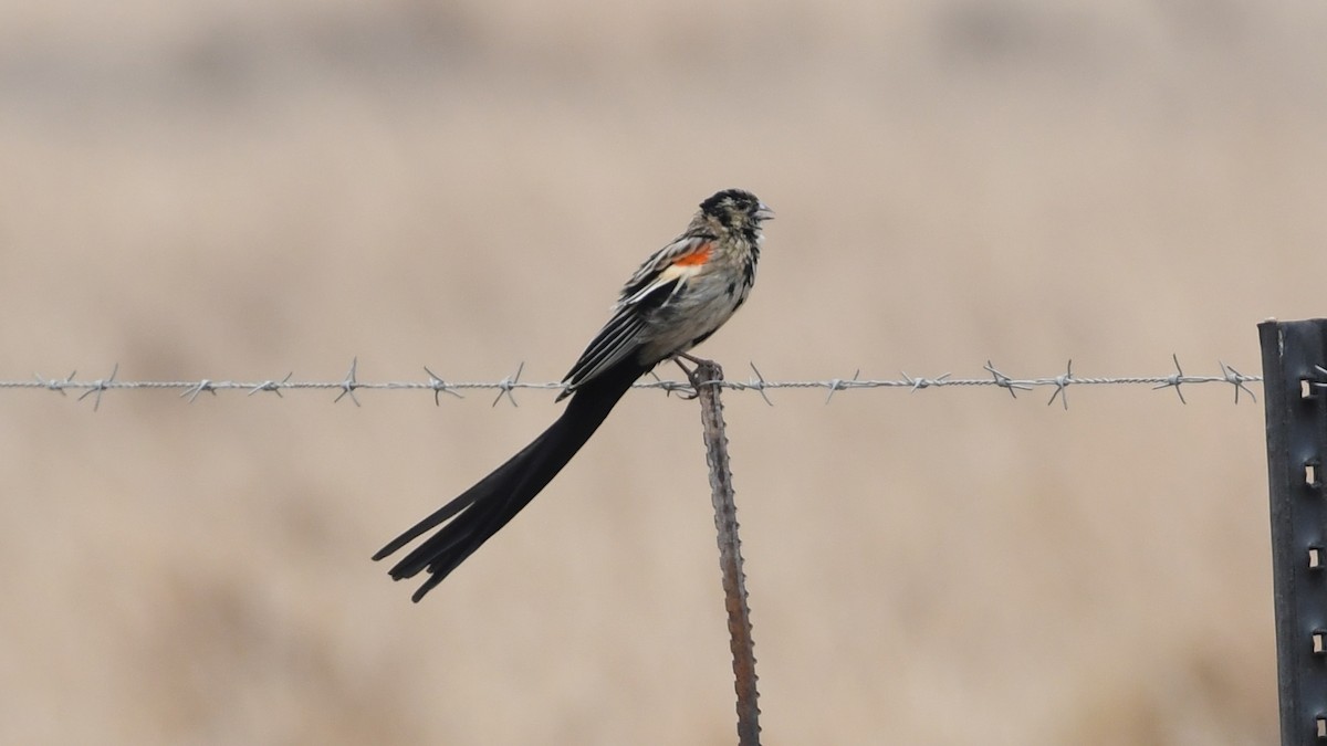 Long-tailed Widowbird - ML187249921
