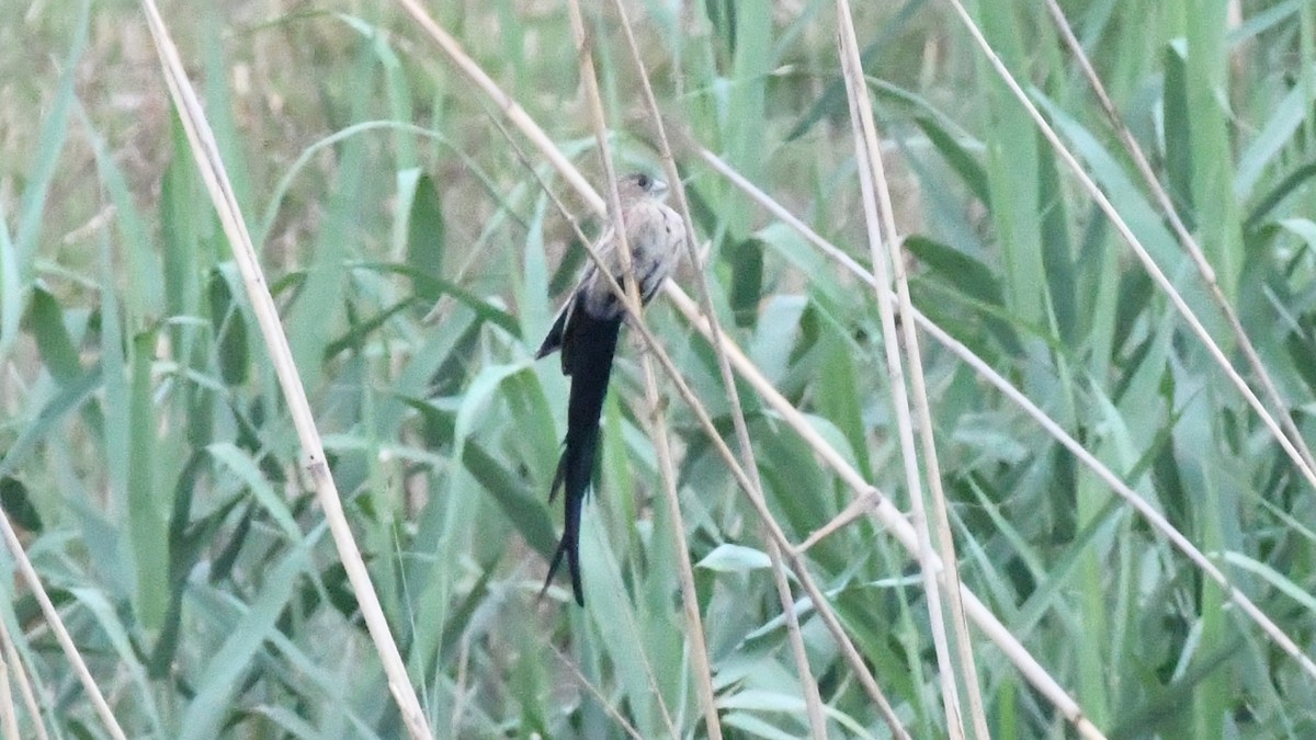 Long-tailed Widowbird - ML187249931