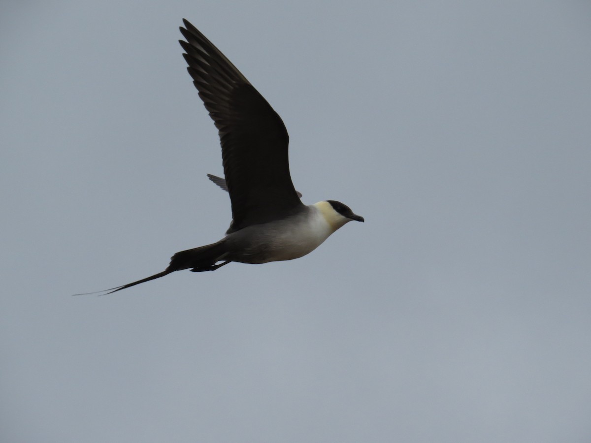 Long-tailed Jaeger - ML187250801