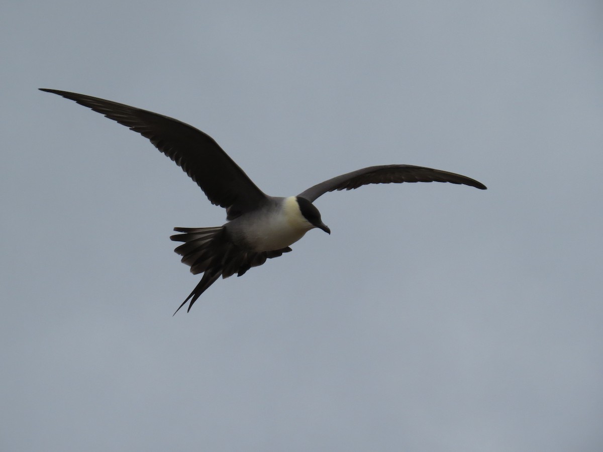 Long-tailed Jaeger - ML187250811